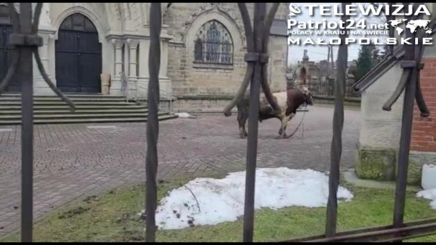 [VIDEO] Policja wzięła w końcu byka za rogi